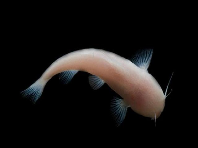 Hindari Mengkonsumsi Ikan-ikan Ini