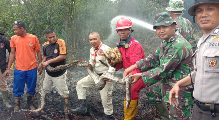 Potret Ular Piton Mati Terbakar Lindungi Telur dan Anaknya dari Kebakaran Lahan di Riau