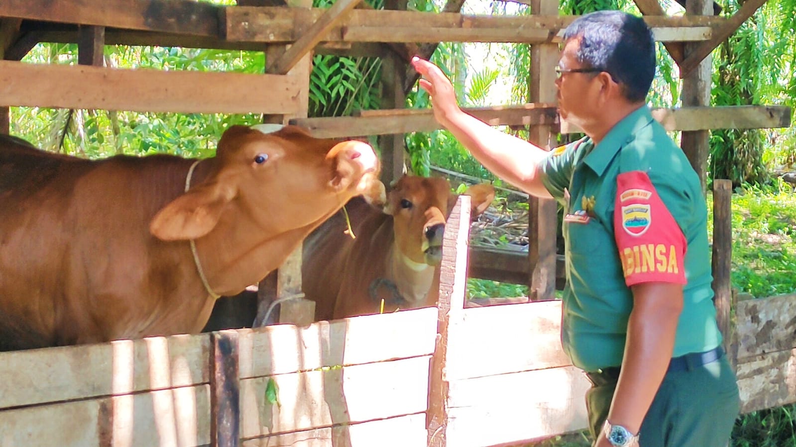 Sapi Terpapar PMK di Rohul Semakin Banyak, Vaksin Malah Habis