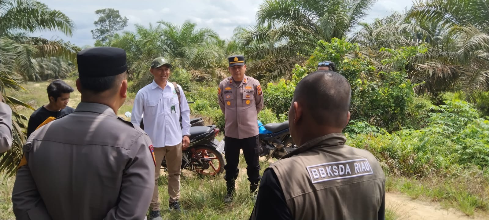 KSDA Riau Identifikasi Kemunculan 3 Ekor Harimau di Desa Penghidupan: tak Ditemukan Tanda-tanda