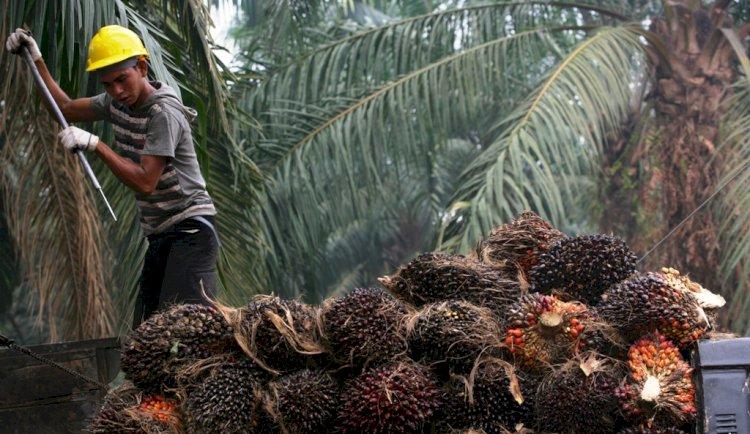 Mantap! Harga Sawit Kembali Pecahkan Rekor Tertinggi