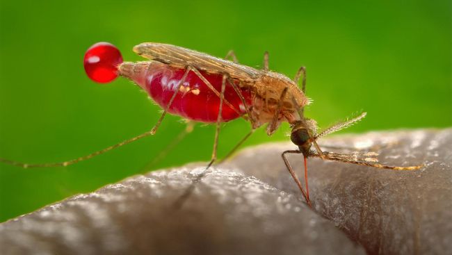 Gejala Mirip, Kenali Penanganan Malaria di Tengah Corona