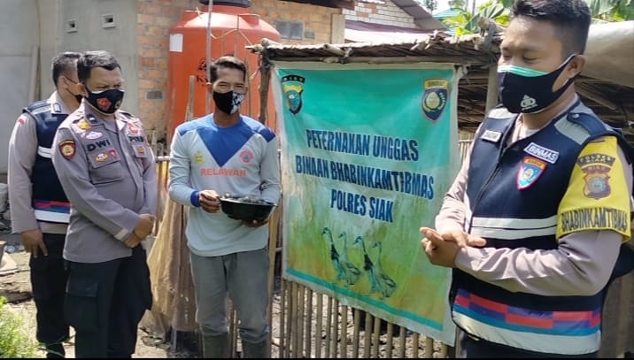 Polsek Koto Gasib Siak Kembangkan Peternakan Itik Lewat Program Jaga Kampung
