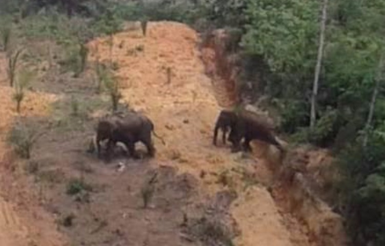 BBKSDA Halau Kawanan Gajah di Pemukiman Warga Inhu Pakai Gajah Terlatih