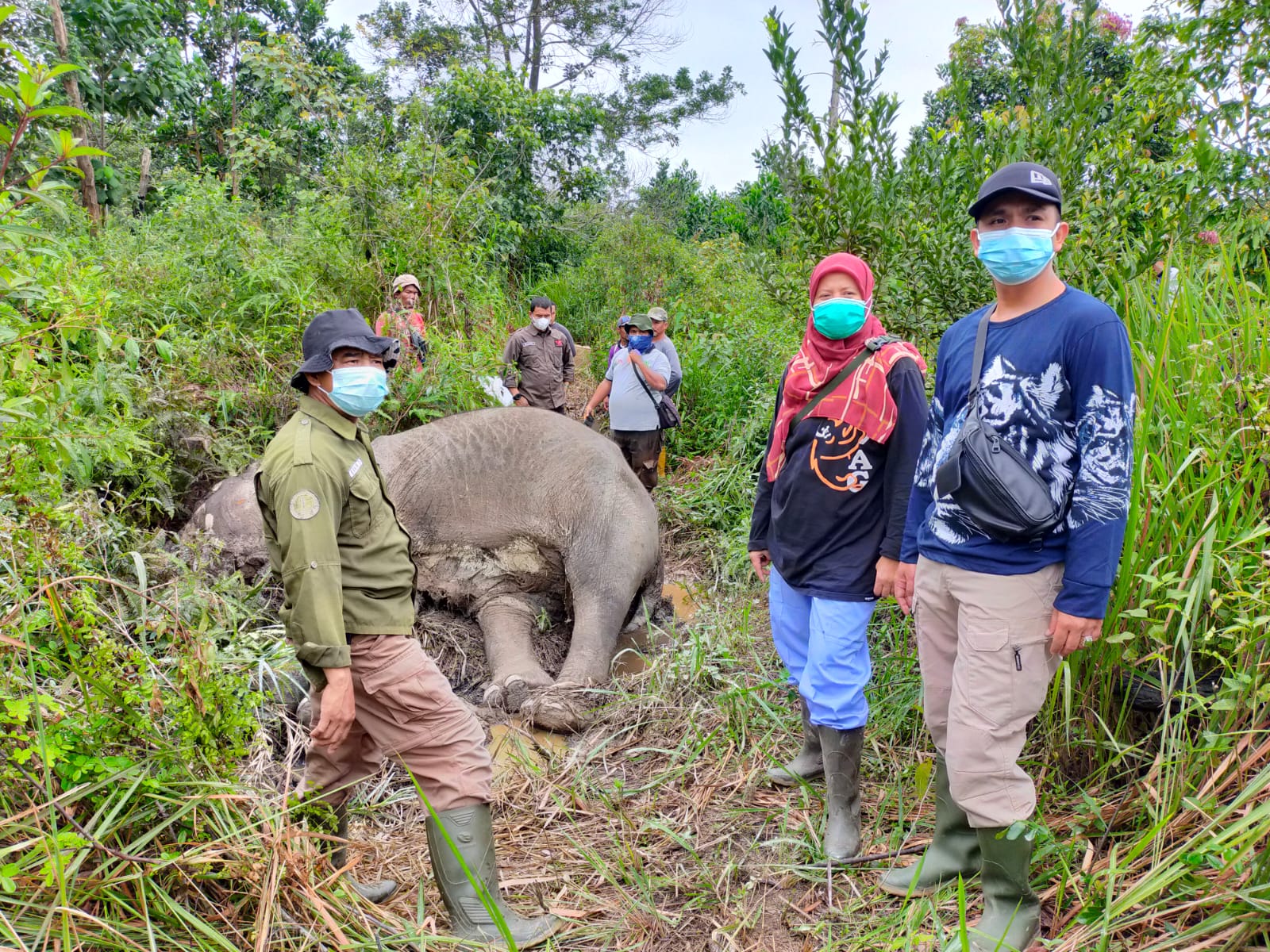 Gajah yang Sempat Diobati BBKSDA Riau Ditemukan Mati