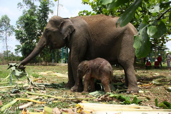 Unit Konservasi Gajah Estate Ukui PT RAPP Pelalawan Miliki Bayi Gajah Baru