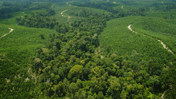 Panja Komisi VII DPR Temukan Indikasi Pelanggaran Pengelolaan Kawasan Hutan di Riau