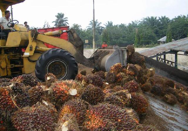 PT MAS Diduga Usir Karyawan