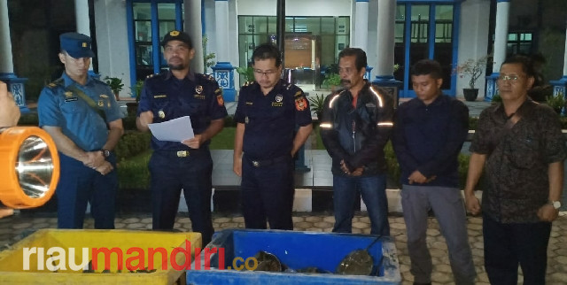 Ditangkap di Rohil, BC Dumai Gagalkan Penyeludupan 2.943 Kepiting Belangkas ke Malaysia