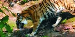 Harimau Jawa Ditemukan di Hutan Jateng, Ini Kata Ganjar