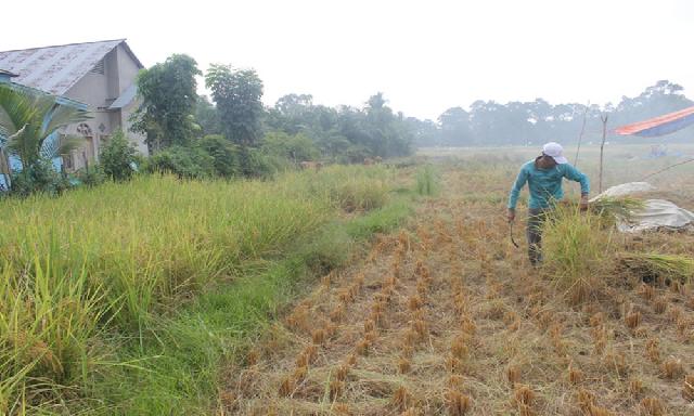 1.153 Hektare Lahan Sawah Kering