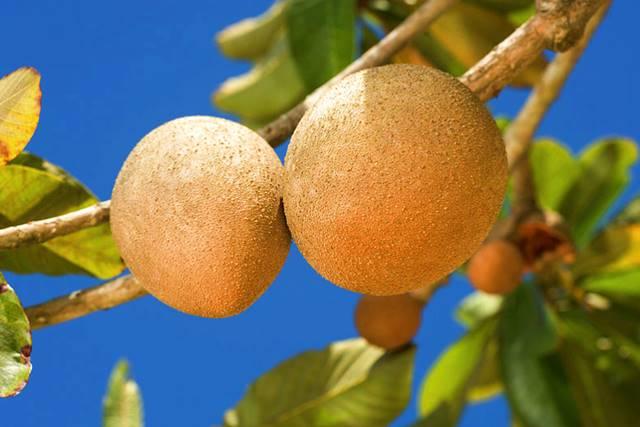 Inilah 5 Khasiat Buah Sawo Untuk Kesehatan Tubuh