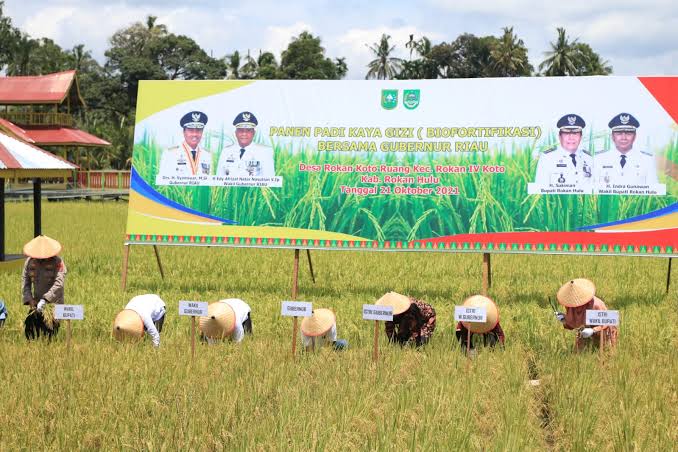 Panen Padi di Riau Meningkat pada Tahun 2023