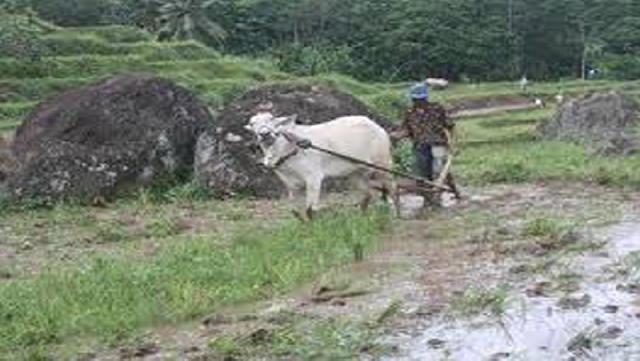 Banyak Lahan Pertanian Belum Tergarap Maksimal