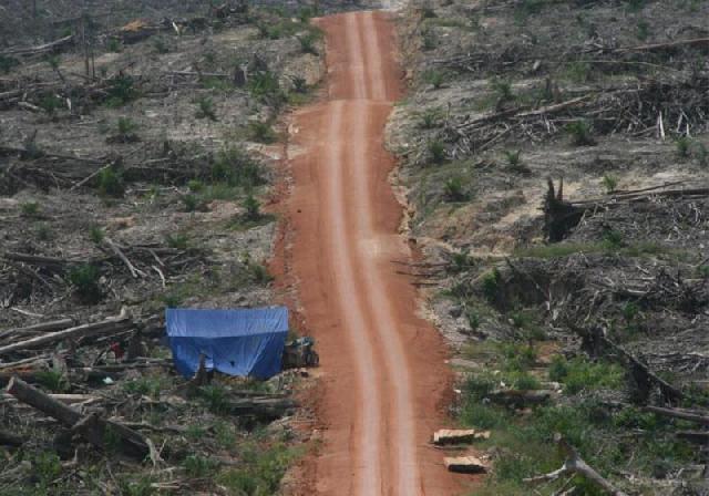 Pemerintah Diminta Awasi Kawasan Hutan Lindung