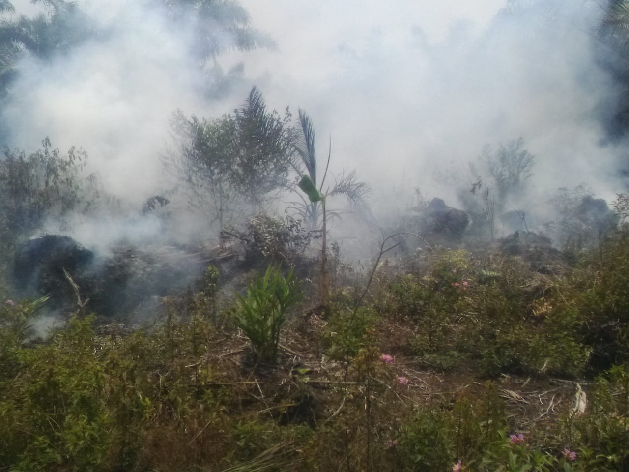 Api Mulai Menjalari Kawasan Hutan Suaka Marga Satwa Kerumutan Pelalawan