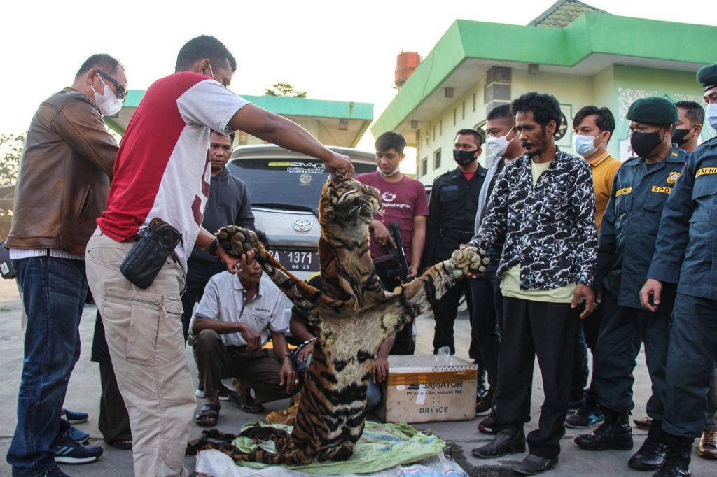 Polisi Kembali Tangakap Penjual Kulit Harimau, Semuanya Orang Sumbar