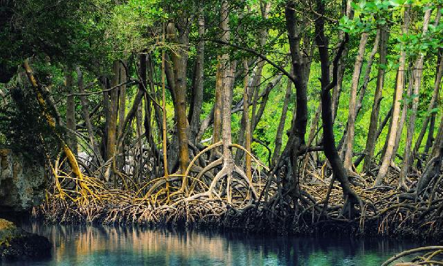 BLH Bentuk Kelompok Pecinta Mangrove