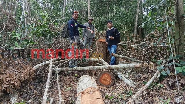 Polisi Ungkap Illegal Logging di Tanjung Peranap, Pelaku Terancam 5 Tahun Penjara