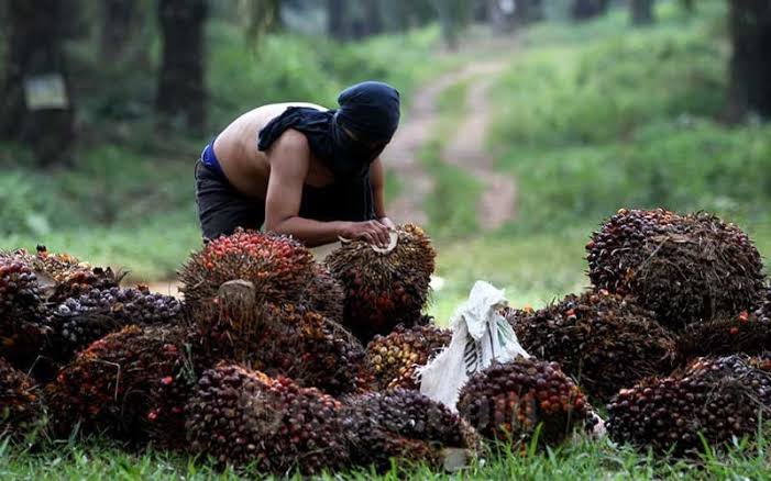 Segini Harga Sawit Petani Swadaya di Riau Sepekan Kedepan