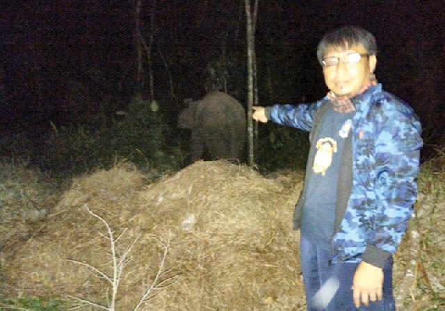 Berkeliaran di Kota Siak,  Gajah Liar Dievakuasi