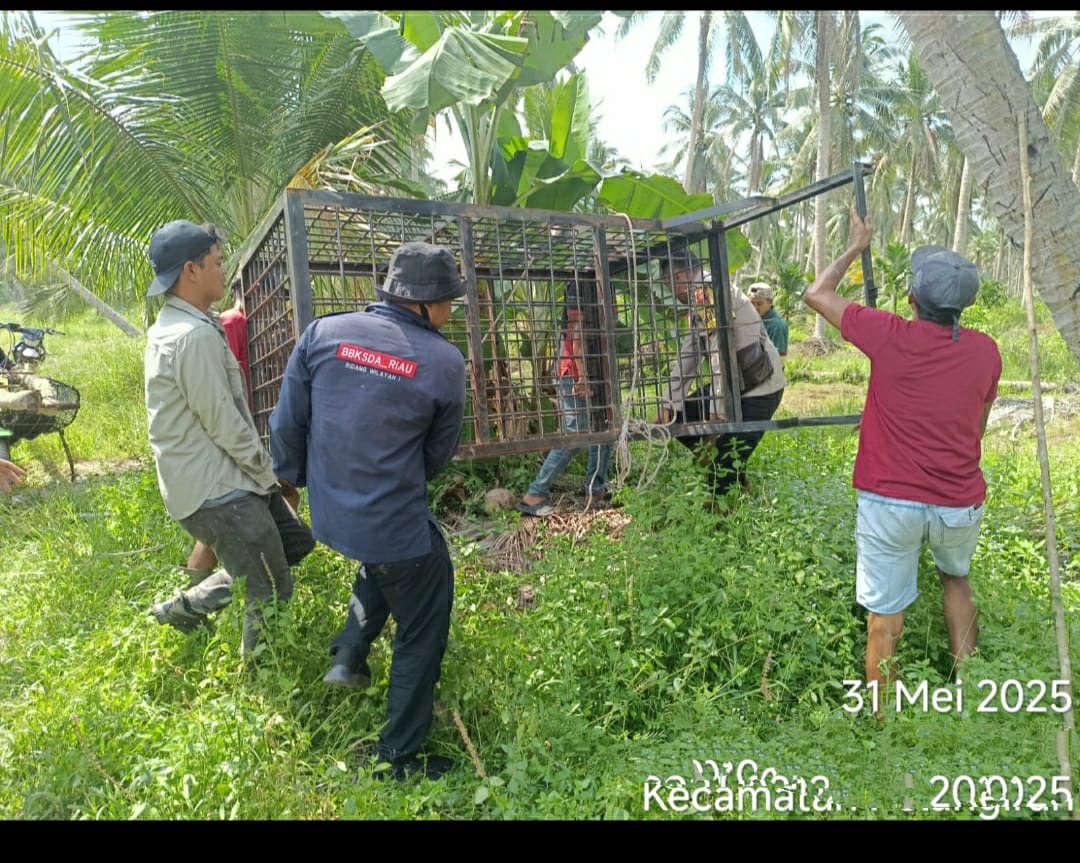 Mitigasi di Desa Griya Mukti Jaya, BKSDA Riau Pasang Perangkap dan Kamera Trap