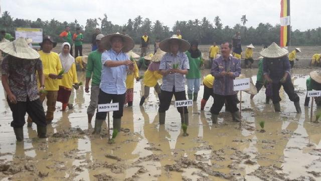 Bupati Kuansing Tanam Padi Perdana Pola Padat Karya di Desa Tanjung Simandolak