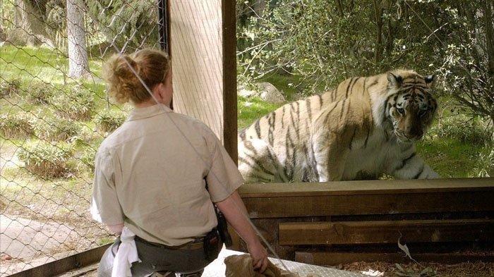 Seekor Harimau Betina di Kebun Binatang Dinyatakan Positif Corona