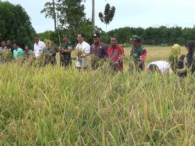 Panen Padi Tapsel Lampaui Nasional