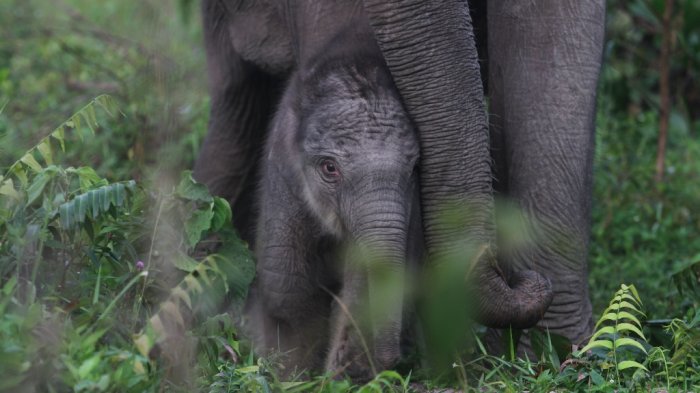 Inilah Penyebab Konflik Gajah di Riau 