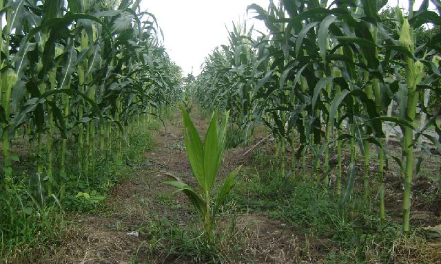 Desa di Kampar Timur Cadangkan Lahan Pangan