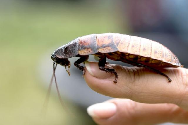 Waspada! Ini 7 Bahaya Kecoa Untuk Kesehatan