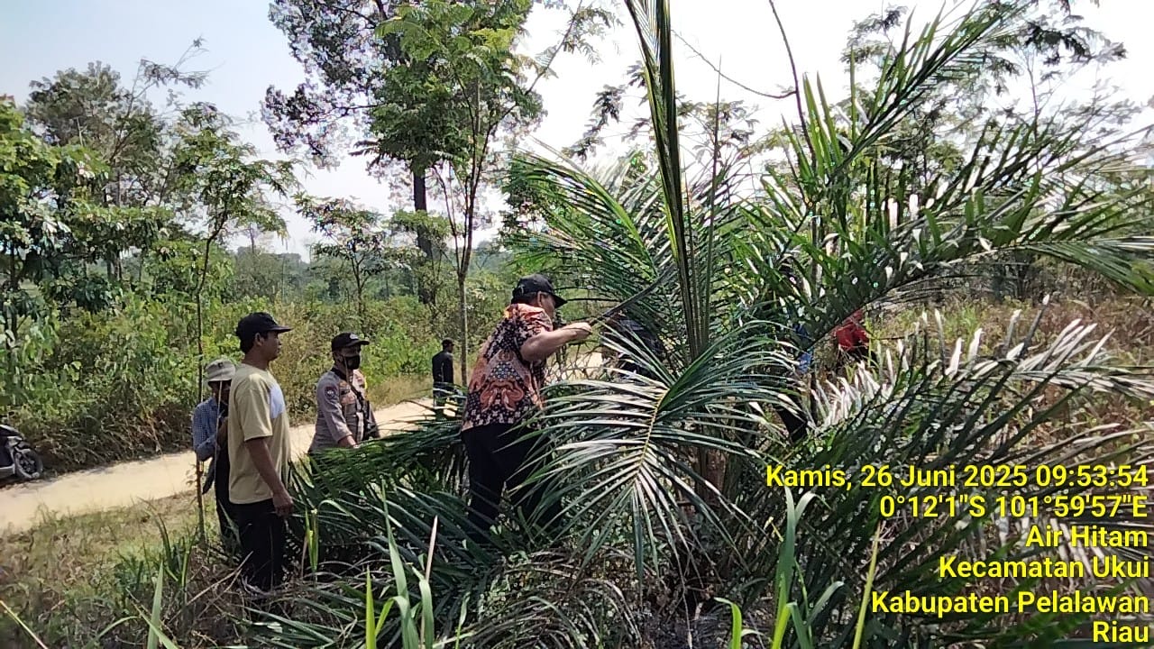 Dukung Penertiban Satgas PKH, Warga Desa Air Hitam Kecamatan Ukui Mulai Musnahkan Sawit