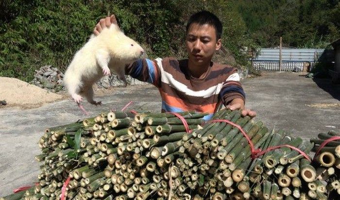 Sebelum Wabah Corona, Tikus Bambu Makanan Paling Populer di China