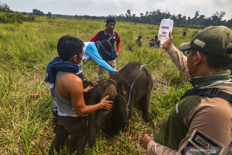 Terjerat, Anak Gajah Sumatera Dievakuasi, Kini Sulit Bersatu dengan Kelompoknya