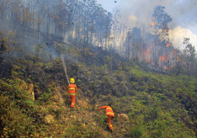 Ancaman Kebakaran Hutan di Batam