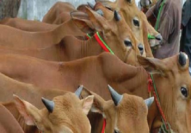 Distanak Salurkan 369 Ekor  Sapi Bantuan Pusat