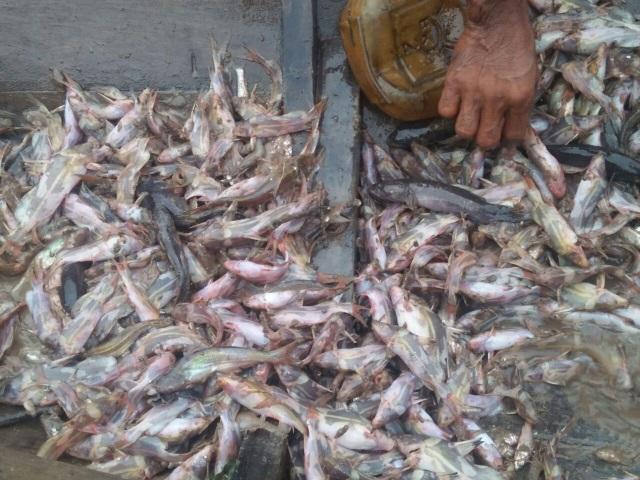 Ribuan Ikan di Sungai Siak Mati Mendadak
