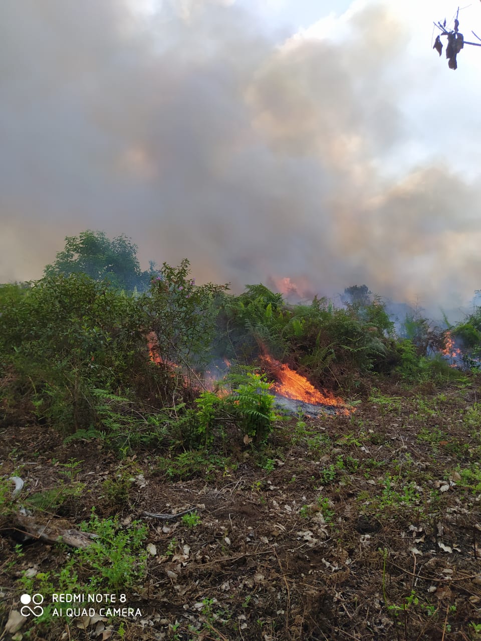 Lahan di Pelalawan Kembali Terbakar, Tim Pemadam Kesulitan Menuju Titik Api
