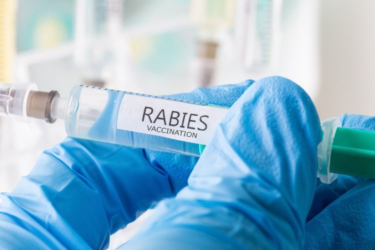 Dinas PKH Berikan Vaksin Rabies Gratis Pada 7 Oktober Mendatang