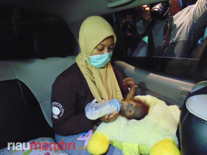 Korban Penyelundupan, 3 Orang Utan Dirawat di Kandang Transit BBKSDA Riau  