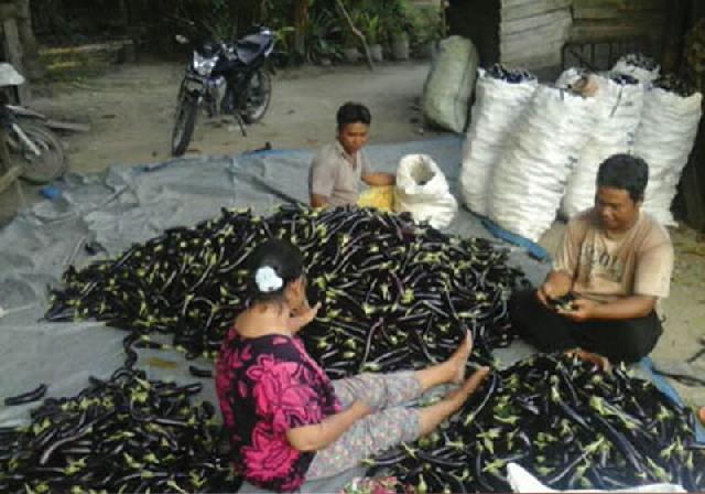 Mitra Bina RAPP Panen 5 Ton Terong