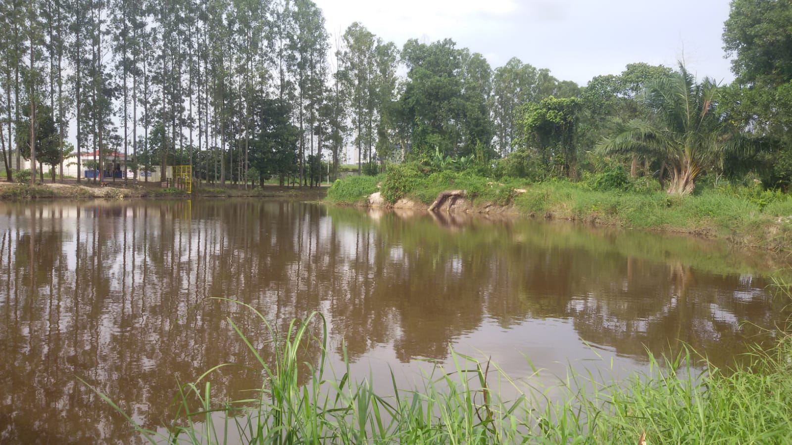 Diduga Limbah Berbahaya, Hasil Laboratorium Nyatakan Air Sungai Perawang Tidak Tercemar 