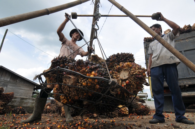 Harga TBS Hanya Rp700 per Kilogram, Petani: Idealnya Rp1.500