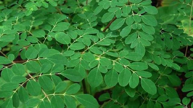 7 Keuntungan Makan Daun Kelor yang Bikin Heran