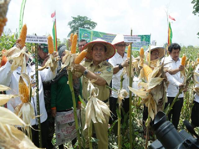 Plt Bupati Rohul Panen Raya Jagung Bersama Petani