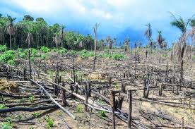 Hutan Alam Riau Hanya Tersisa 1 Juta Hektare