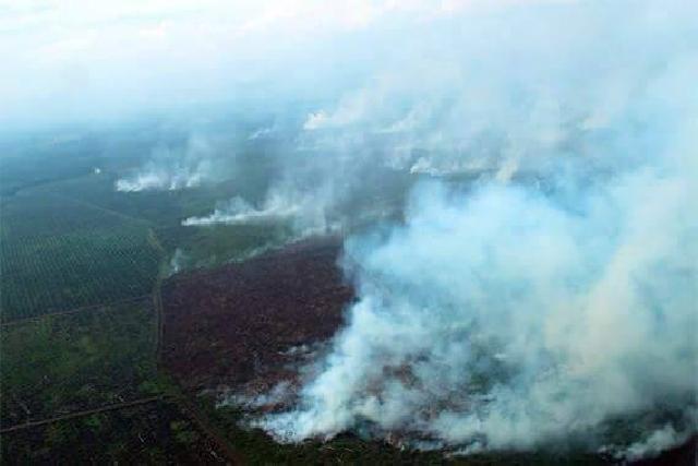 5 Hektare Lahan Gambut di Siak Terbakar