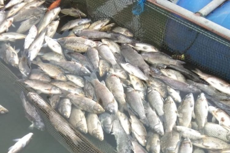 150 Ton Ikan Mati di Waduk Koto Panjang, Kerugian Diperkirakan Rp4,2 M