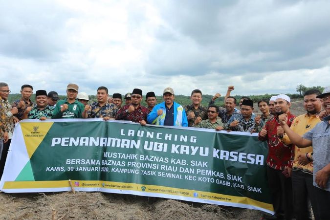 Bupati Siak Launching Penanaman Ubi Casesa di Kecamatan Koto Gasib